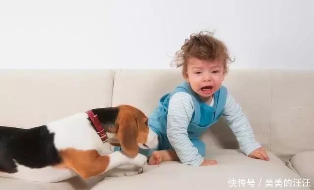  孩子|揭秘：为什么狗狗和小孩玩得来？两者间的“神奇关系”很有趣！