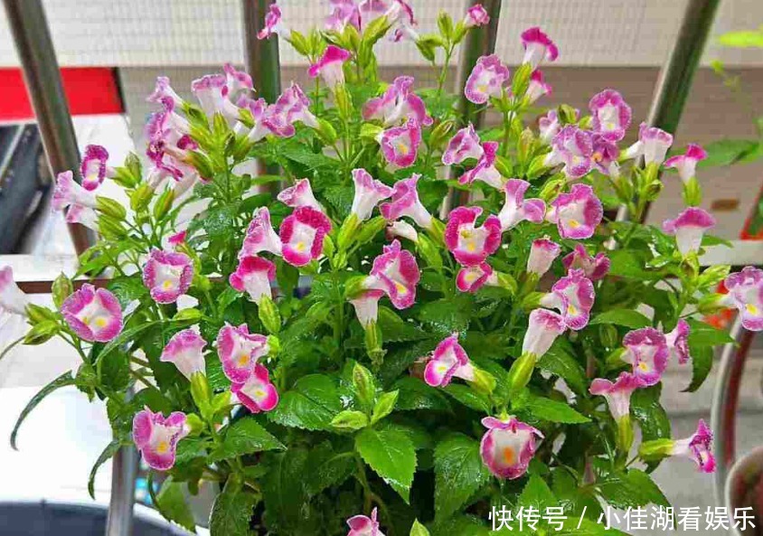  能开|20种秋天开花的植物，外出看到，记得拍照欣赏！