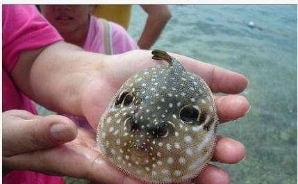 蜂蛹|如果世界上只剩下这6种黑暗料理,只能选其一填肚子,你选哪个