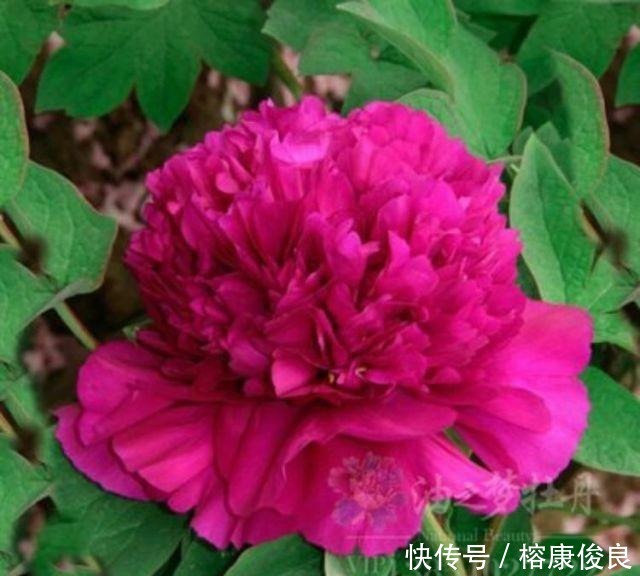 尊敬|孝道中的孝敬和孝顺