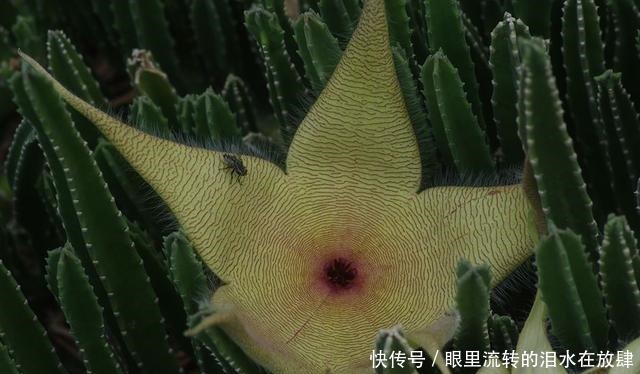 哪种|水果界的“李佳琦”,吃遍3000多种水果,哪种最好吃