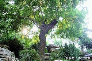 下场|明朝皇室的下场