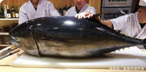 价值|全球最昂贵的鱼,一片就价值一两万,有钱还不一定吃的到