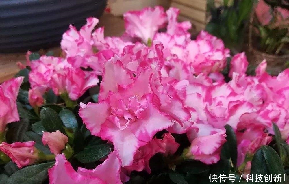 种植|想要种植好杜鹃花,这几步一定要掌握好