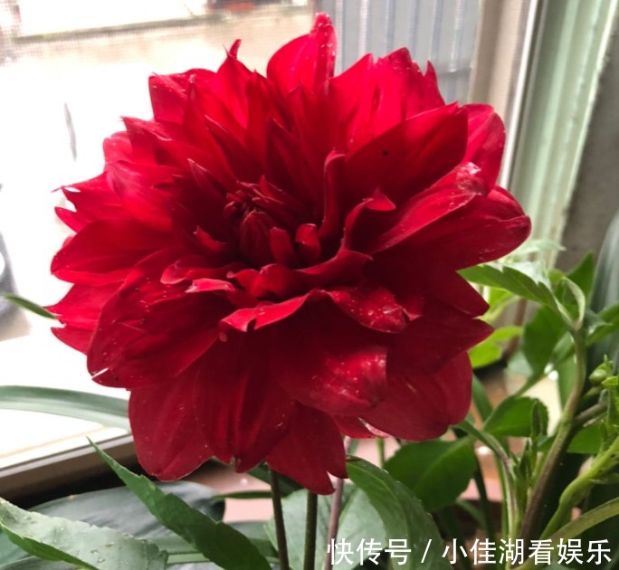 能开|20种秋天开花的植物,外出看到,记得拍照欣赏!