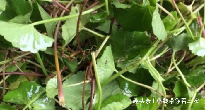  民间|路边一种小草，却是民间的“解暑茶”，今后遇见要珍惜