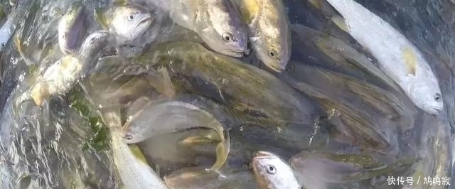  换来|他为让它多活一天，赌上一切付出八年，换来3000万