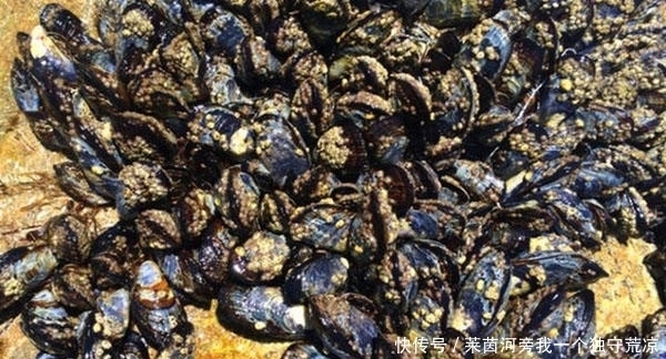 外国人|繁殖能力太强,外国人拿它没办法,中国吃货表示非常可惜!