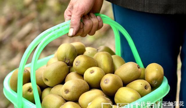  猕猴桃|三伏天遇到这水果要多吃，比苹果便宜，比西瓜香，营养丰富还好吃