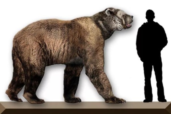  巨型短面熊|它是地球上最大的熊，站立起来高达5米，史前北美真正的北境之王