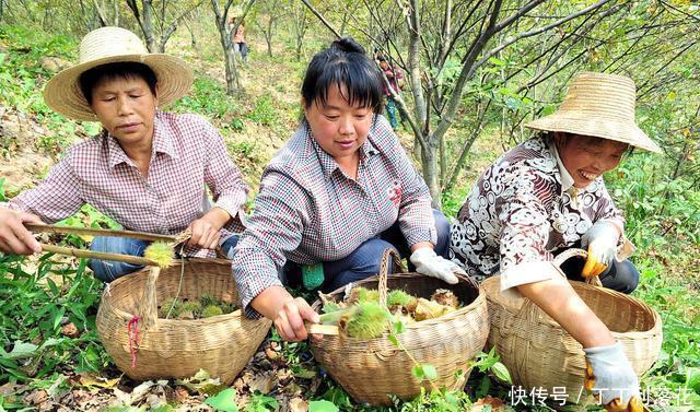 丰满|九月的板栗真当时,丰满多肉营养好,秋分时节板栗这样吃才是王道