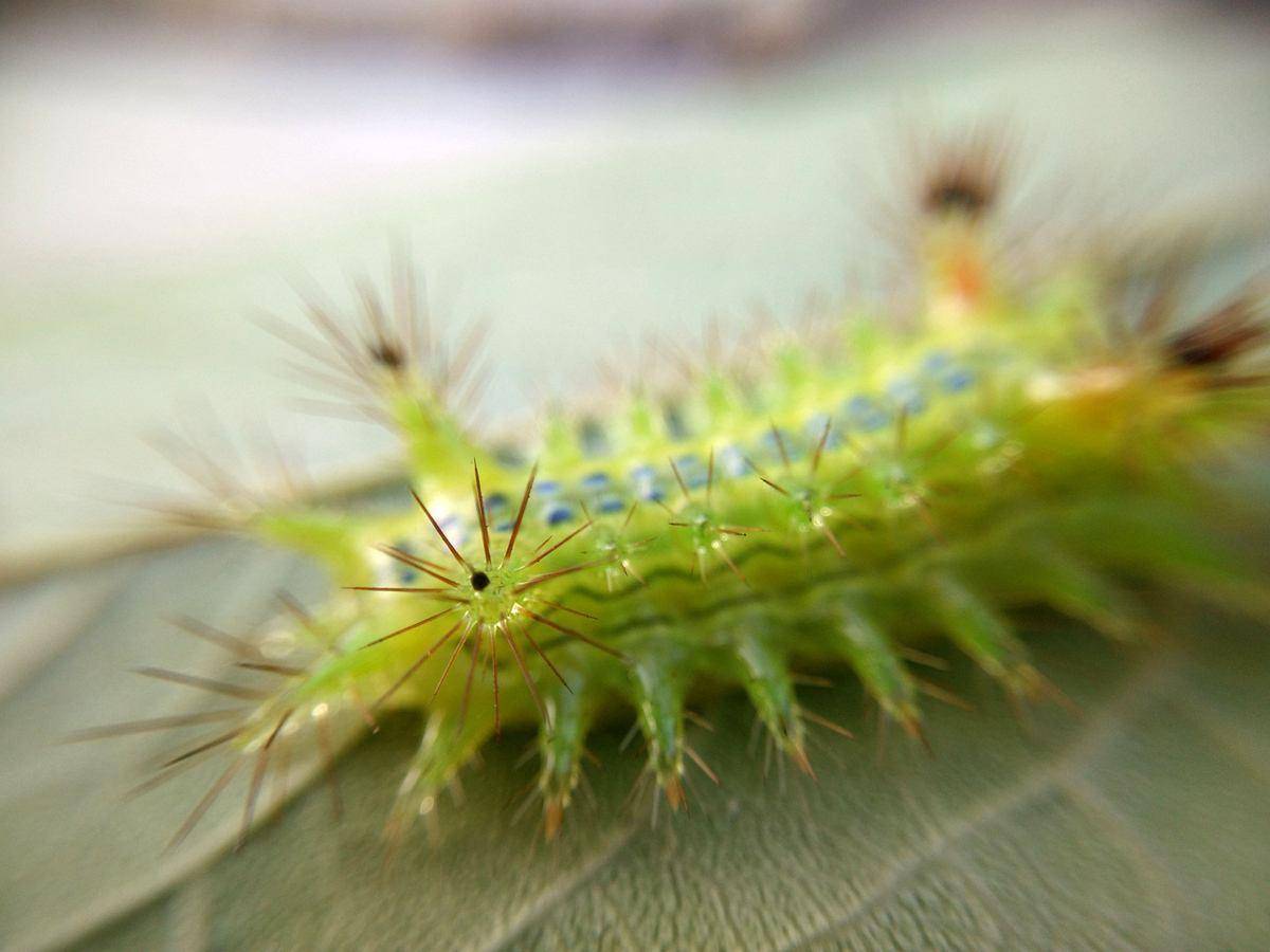 害虫|害虫“洋辣子”是什么为什么卖这么贵