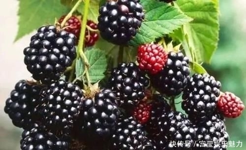 水果|桑葚泡水后掉色,还可以吃吗?恭喜:这种桑葚对身体更有利