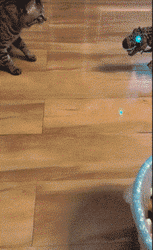 搞笑|搞笑GIF：主人假装晕倒，那只假装看不见的你是不是有点过分了！