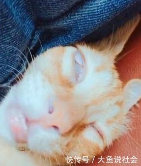 猫咪|平时奶萌的小橘猫,睡姿却“奇差”,主人一回头差点被吓到