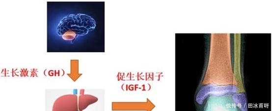 孩子身高|孩子如何长高高?父母想知道的营养秘籍在这里!别傻傻只会补钙了