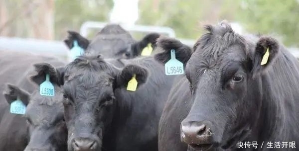 熟成|同样是牛肉,为啥中国的普通牛肉不能煎牛排,而外国的牛肉就可以