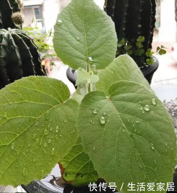 叶子|猕猴桃种子扔土里,7天变身毛茸茸叶子盆栽,开心!