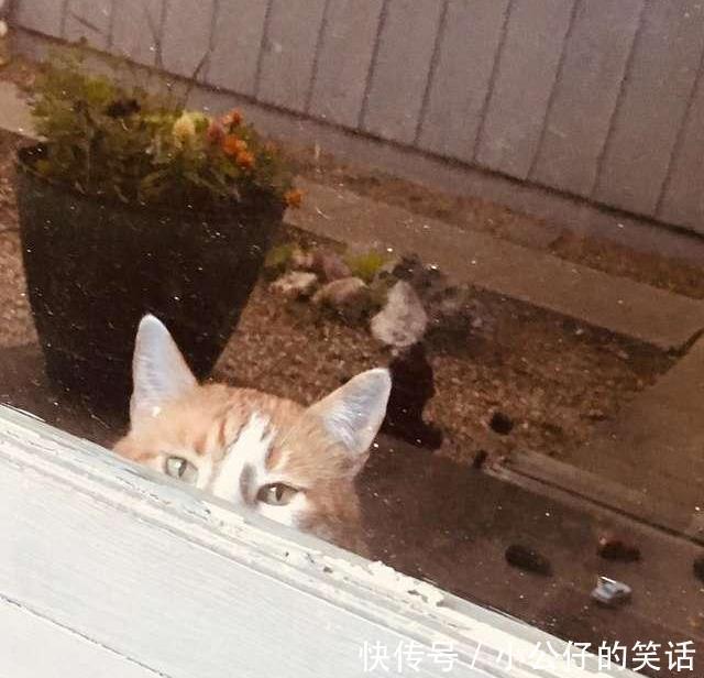 怒贴|猫咪太胖偷跑被发现,趴窗边卖萌求开门,主人怒贴告示:别被骗了