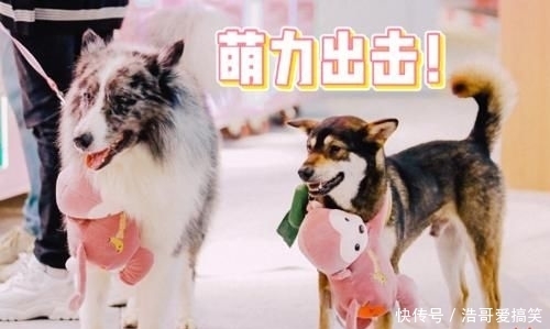 综艺|《汪喵物语》开播即火!悦己经济的时代就要来了