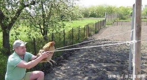 不错|搞笑图片幽默段子笑话:狗子你打扮下还是挺好看的,不错哦,哈哈