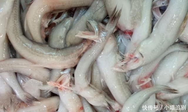 便宜|好吃又便宜的4种海鲜鱼，基本“没腥味”，吃起来相当过瘾