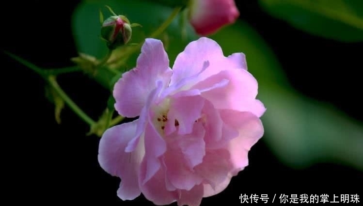 辅佐|9月开始收入大涨,贵人辅佐,白手起家的四大生肖