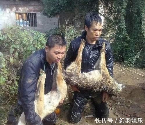  索赔|疑似偷狗者逃跑途中撞树死亡, 死者家属向追赶者索赔! 法院判决了