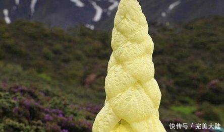 男子|男子发现2米高的“大白菜”,几百一斤遭人疯抢,真相让人称奇