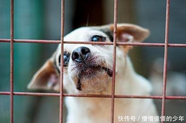 幸运|狗狗流落荒岛半年,瘦到露出肋骨,偶遇海钓铲屎官后才幸运获救