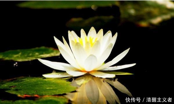 分享|美句分享:不要赌天意,不要猜人心,天意你赌不起,人心你猜不透