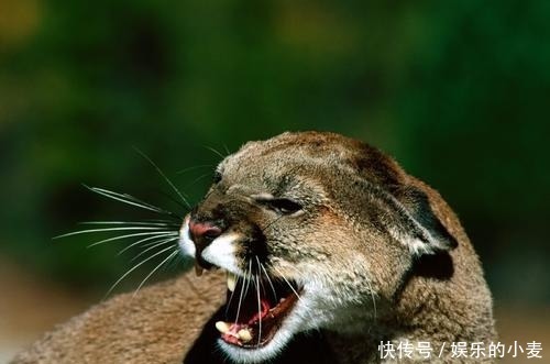 最小|最大的猫属动物能打得过最小的豹属动物吗