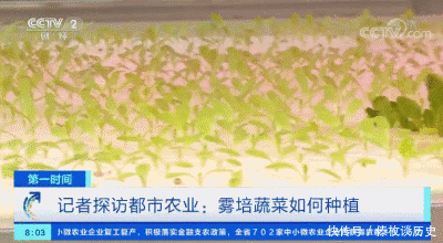 央视|快看,无土栽培上央视了