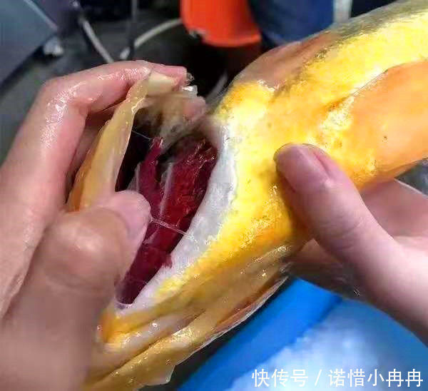 误认为|常常被误认为“低档鱼”,比鲫鱼营养,比鲳鱼还香,不懂吃就亏了