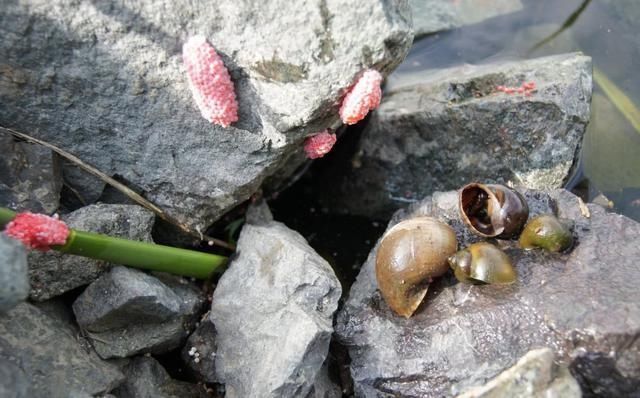 禁止|中国被禁止食用的物种，蕴含多种寄生虫，却成为了越南人的抢手货