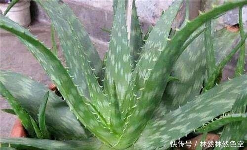 保湿|芦荟美容养颜,可以涂脸保湿。具体步骤告诉你