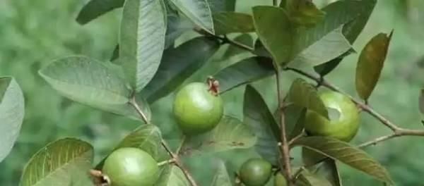 常见|300多年前传入我国，南方常见，改名后传到北方，却常卖不动