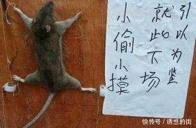 图片|搞笑图片幽默段子笑话:哈哈,这只鸡不怕水啊,也是可以的哦
