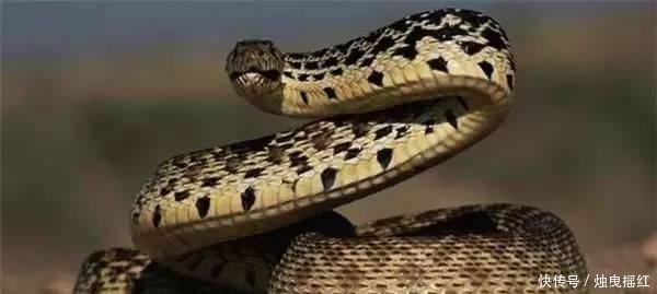 惊讶|盘点19个杀人最多的动物排行榜, 第一位令人惊讶!