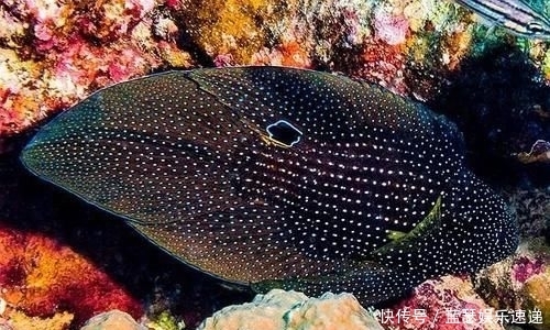 博氏孔鲬|海洋“假面舞会”开场!顶级“伪装大师”就是它!