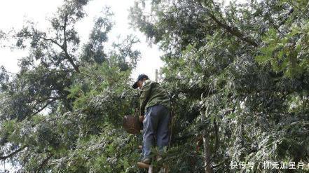 酷似|果实酷似橄榄,三年才成熟,新鲜的不值钱,干果卖400元1公斤