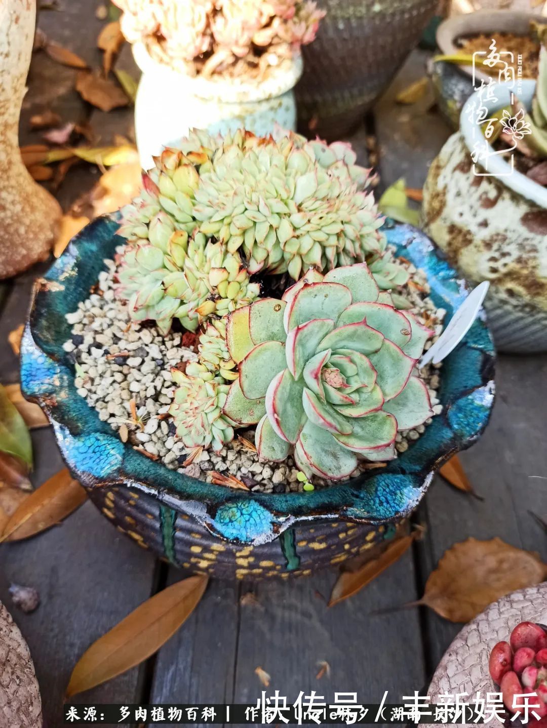  泡一壶|多肉庭院慢生活种一片多肉，喝一杯果酒，泡一壶清茶！