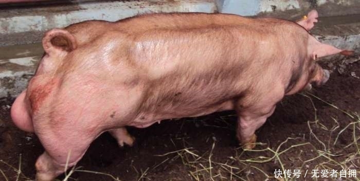 瘦肉|全世界最强壮的猪，浑身肌肉没有一点肥肉