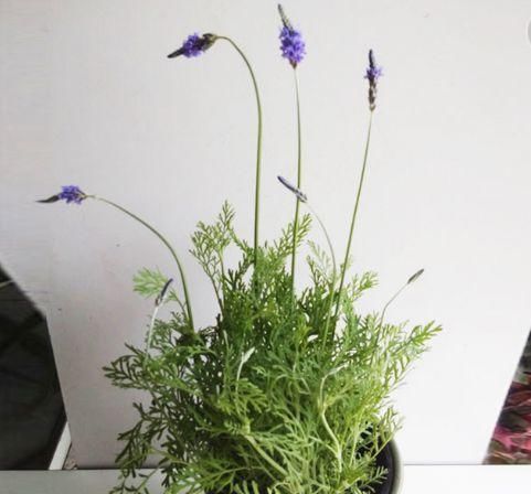 夏天|这4种植物是“蚊子克星”,随便在卧室摆一盆,夏天“不用愁”