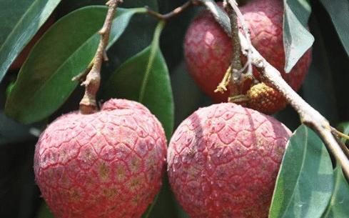 人拿出|吃货拿水果炫富,日本的白草莓,迪拜的黑皮西瓜,中国默默拿出“它”