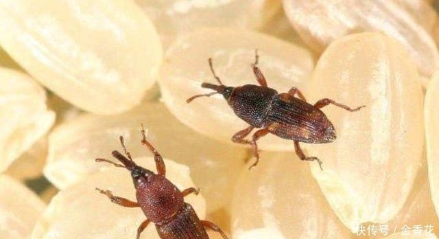 米象|米放久了会有虫子,那么问题来了,那些虫子都是哪里来的呢