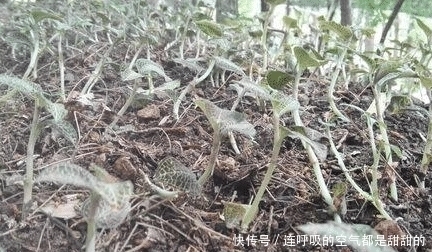 金线莲|价格年年涨,野生的曾卖上万元1斤,很多人去采挖,种植的人很少