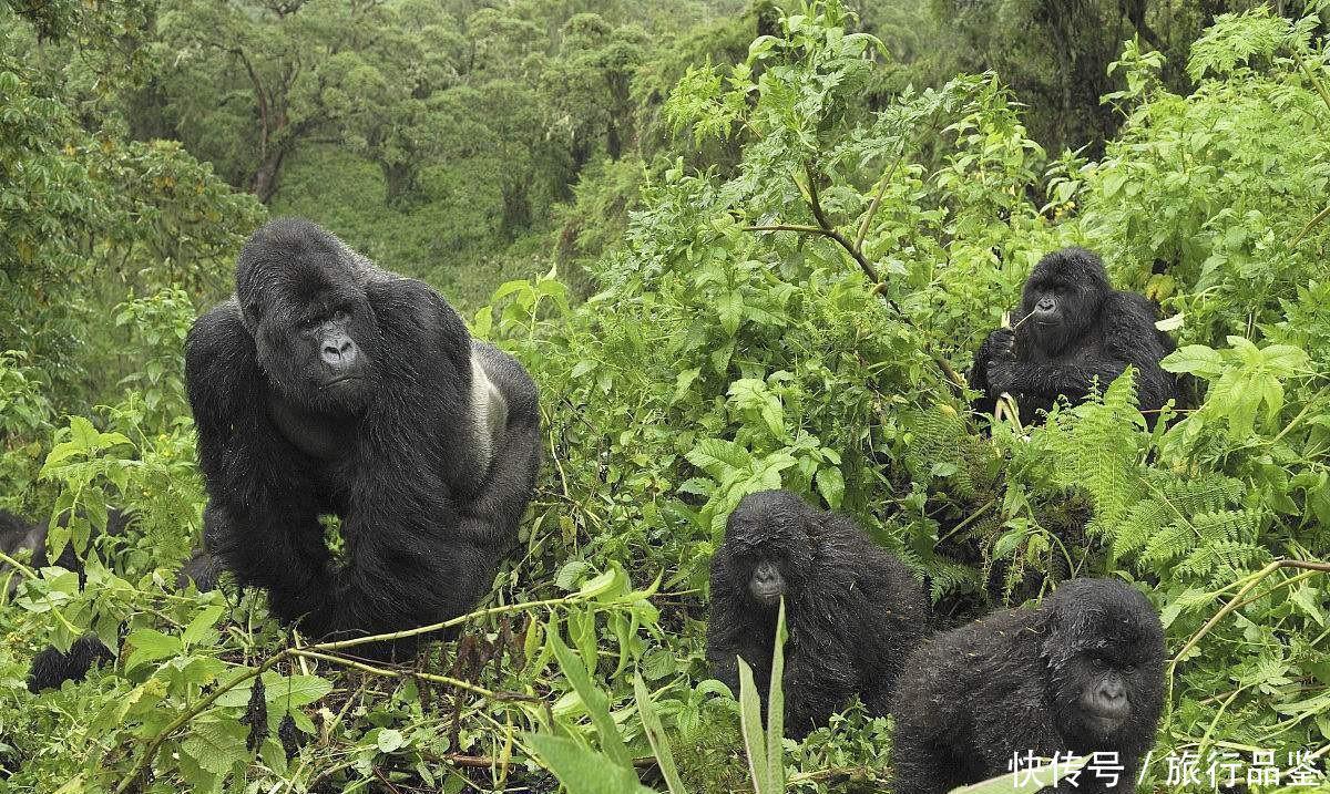  森林|世界“最贵”最难进的公园, 门票近万元仍一票难求, 公园竟在非洲!